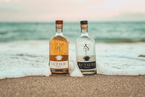 Octavio Gold and Cristalino on the beach