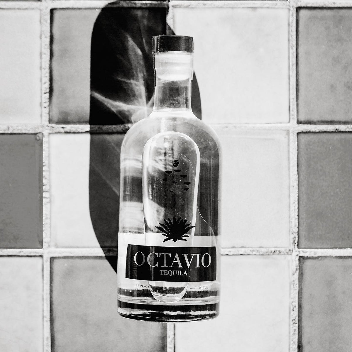 Octavio Cristalino Reposado against tile